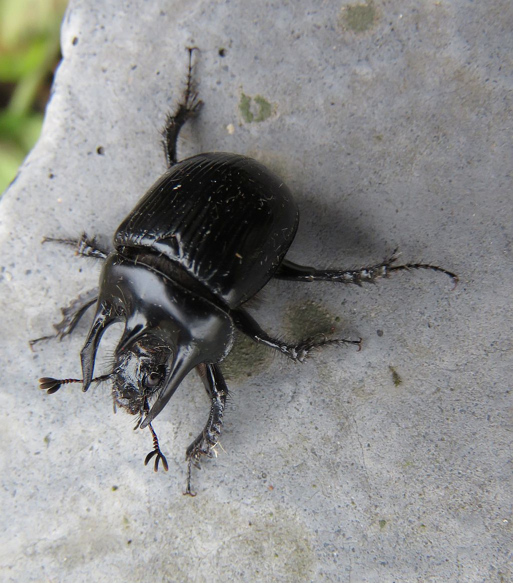  Minotaur beetle